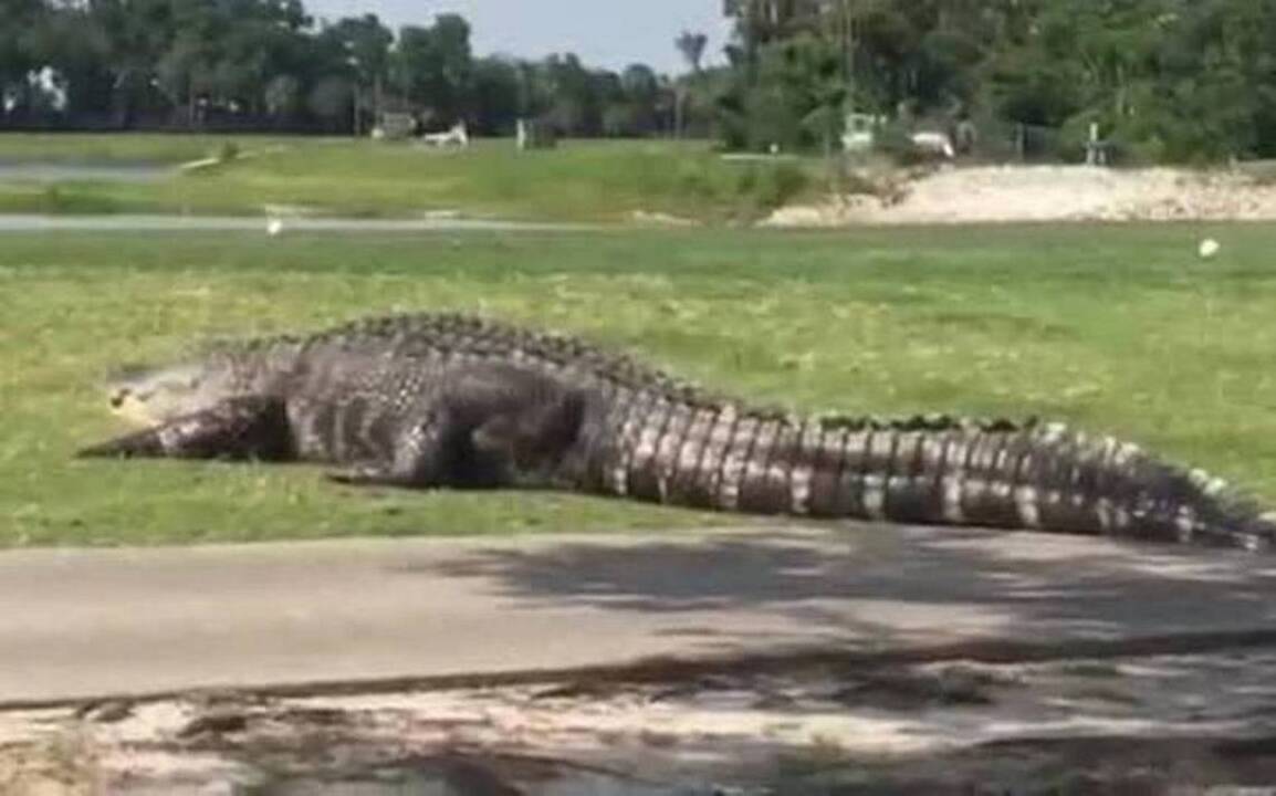 Giant gator takes a stroll on Florida golf course
