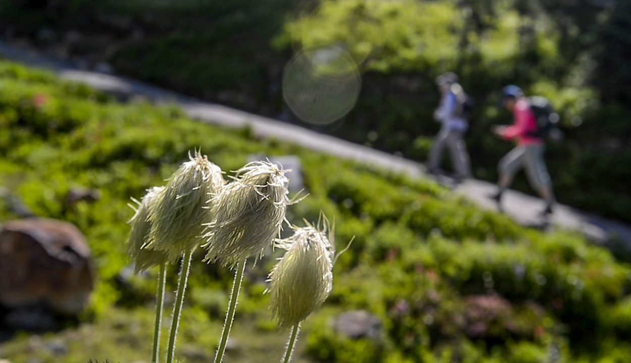 It’s flower time at Paradise