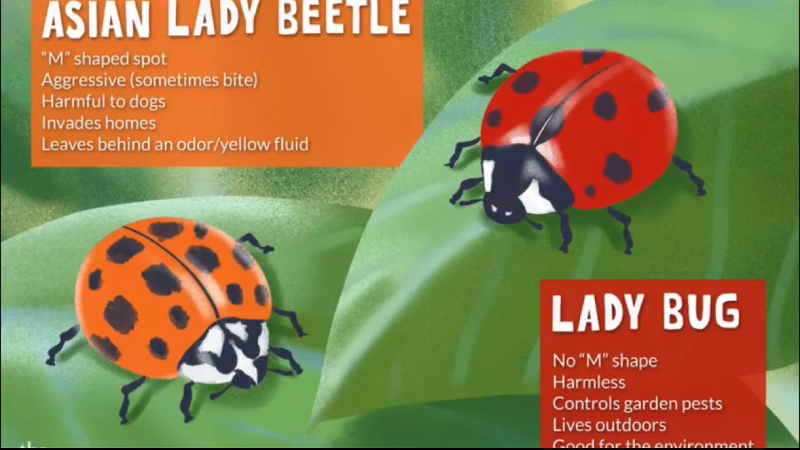 Know the difference between lady bugs and Asian lady beetles