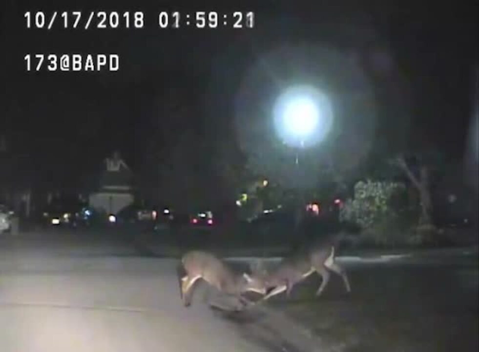 Police dash cam video catches deer street fight