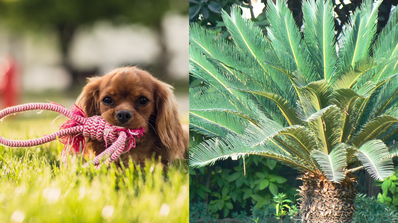 'Extremely toxic' Lowcountry plant is killing more dogs. Here's what you need to know