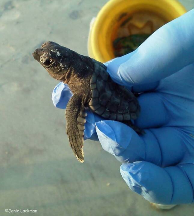 Hundreds of sea turtles die on Hilton Head every summer. Here's how you can help them