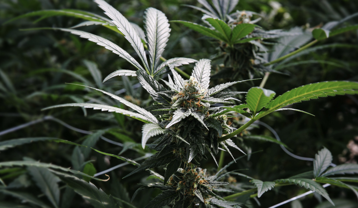 Here’s how medical marijuana goes from plant to medicine