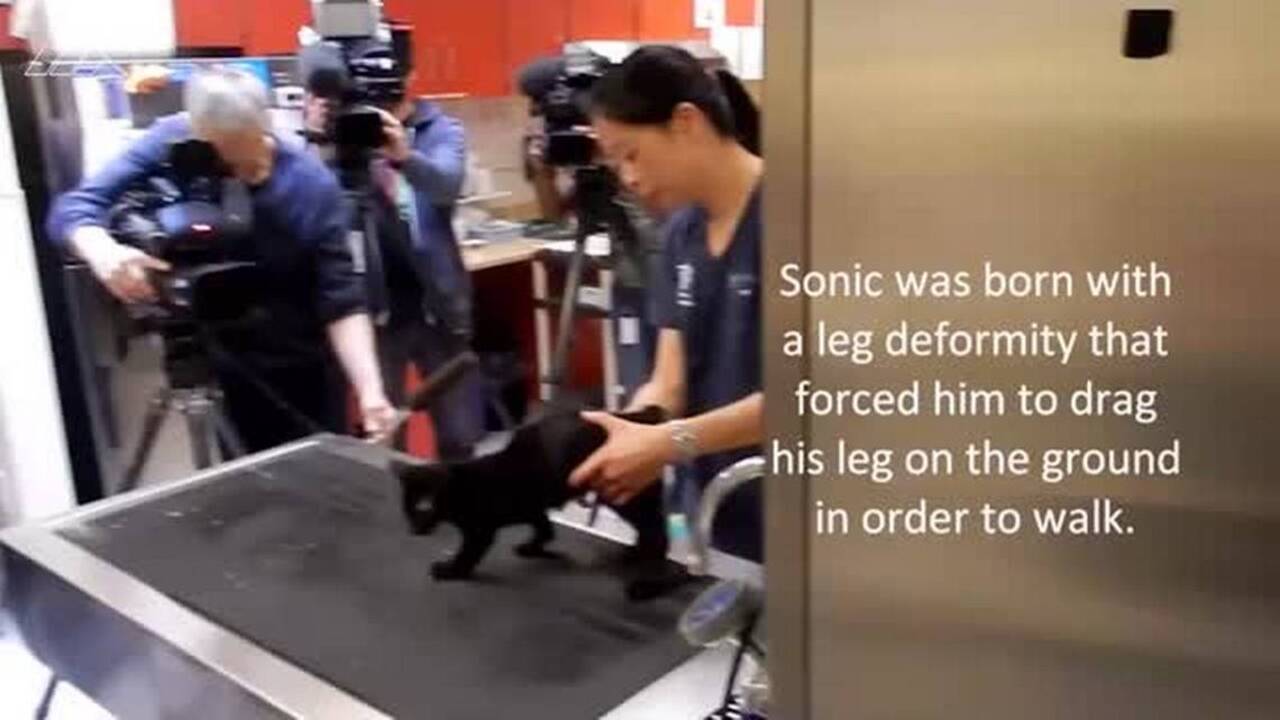 Art students use 3D printer to give disabled, homeless kitten new leg