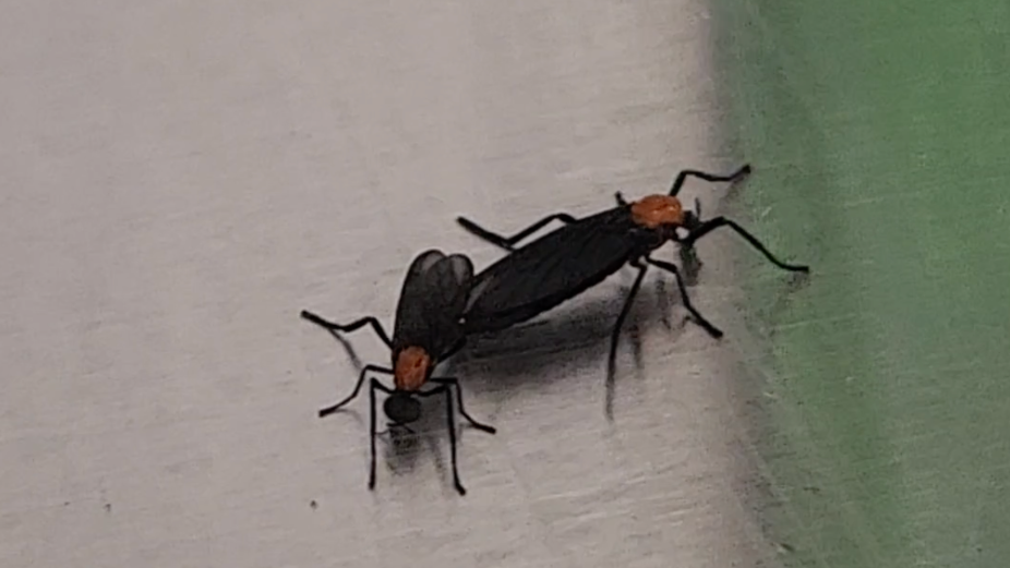 Living only a few days, lovebugs are mating when they are coupled