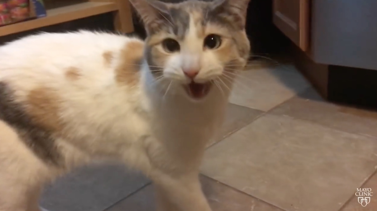 Female cat owners benefit most from stress-reducing effect of a pet