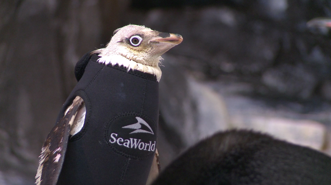 Balding penguin finds warmth in wetsuit