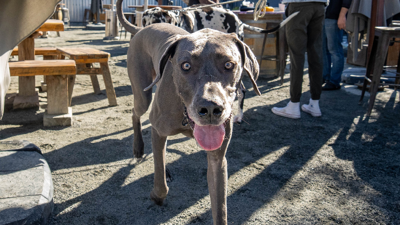 These California cities are among top 10 spots for happy, healthy dogs in US. Here’s why