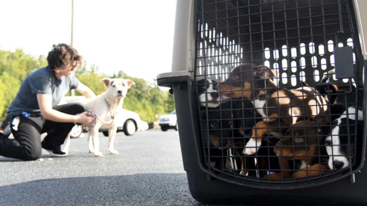 It’s not just people evacuating for the hurricane. Homeless animals are on the move, too