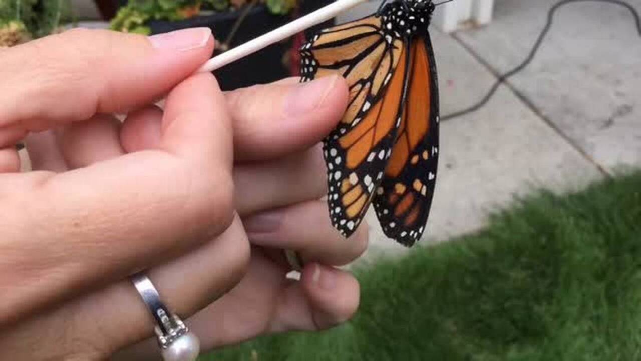 Dig In video series: How you can feed, provide habitat for migrating monarchs