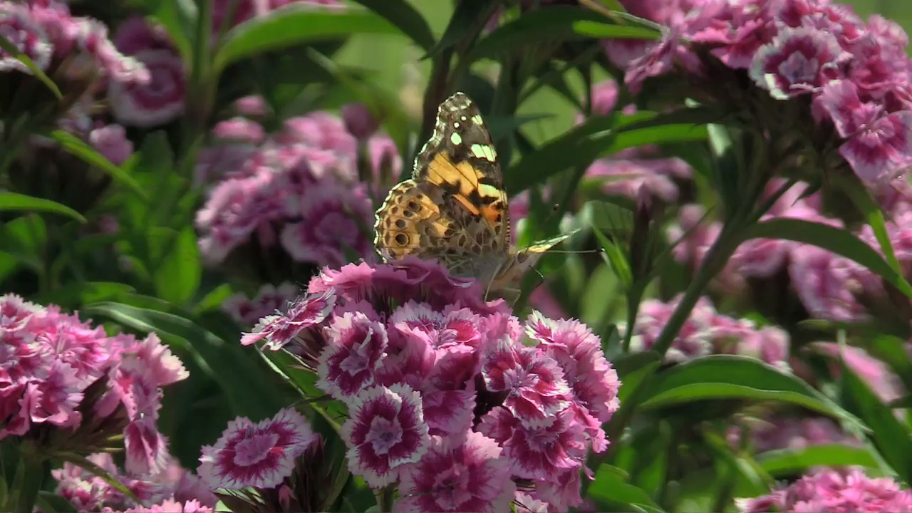 Explore these Tri-Cities gardens for a cause