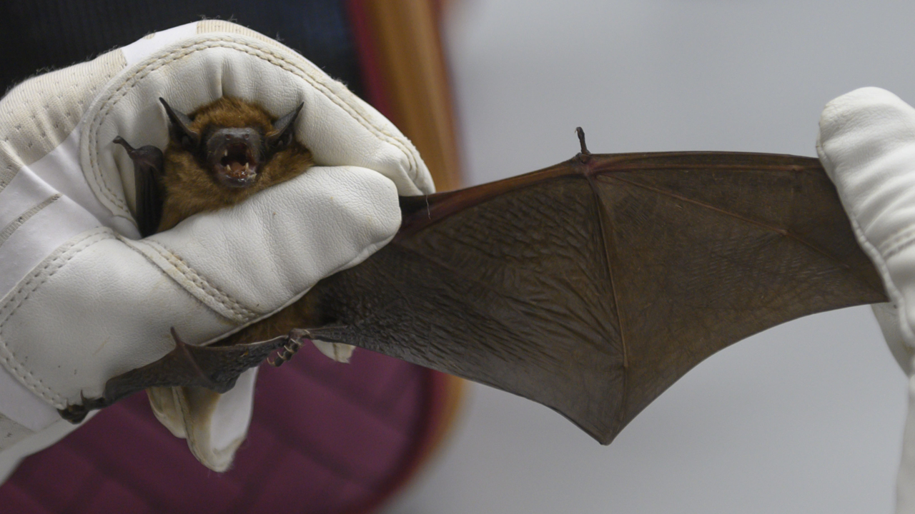 Are our local bats at risk of getting white-nose syndrome?