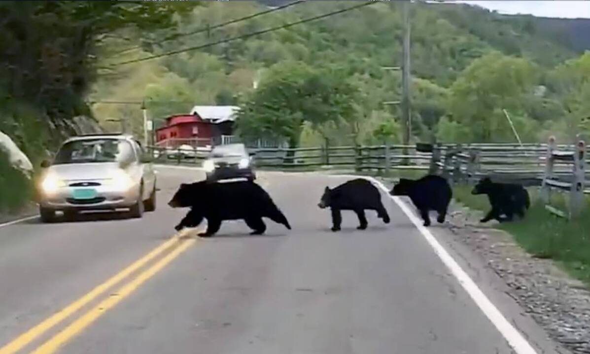Bear family makes dash across road in Banner Elk