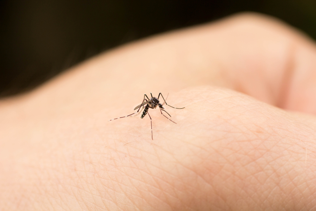Mosquitoes may prefer biting people with certain viruses, new study finds. Here is why