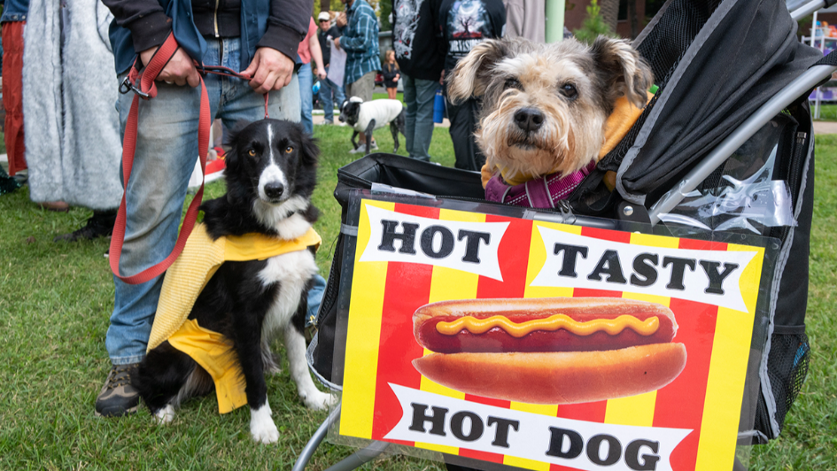 Dog lovers participate in the Midtown Halloween Festival & Pooch Parade