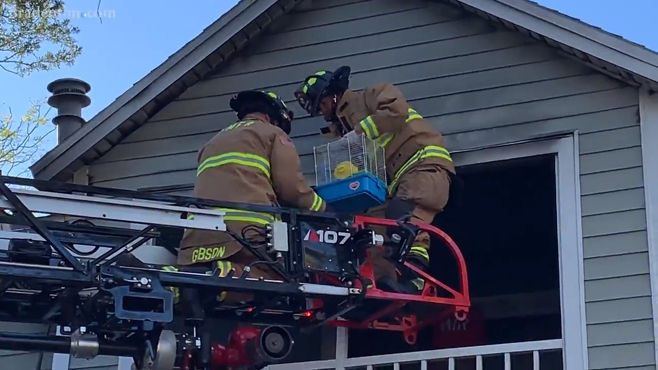 Did you see these firefighters rescue Snowball the hamster?