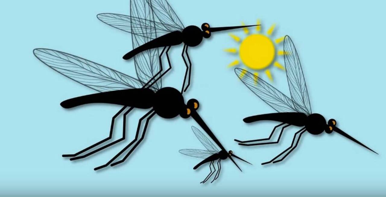 This book serves as a reminder that swatting a mosquito could save someone’s life