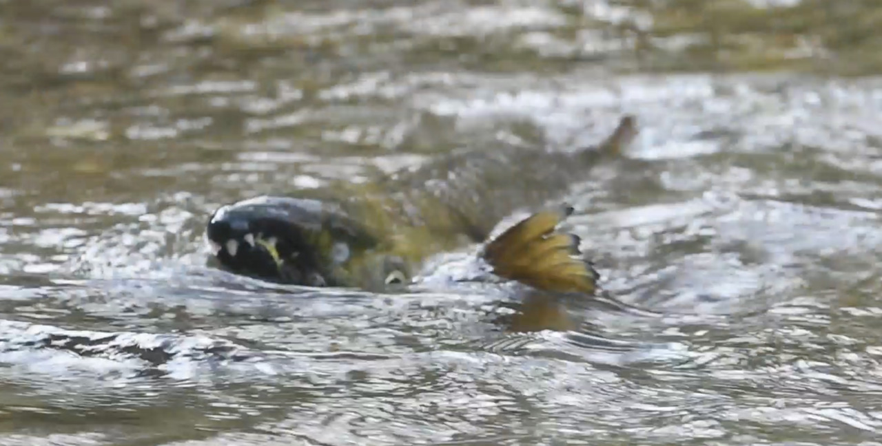 Kennedy Creek salmon return for annual spawning ritual