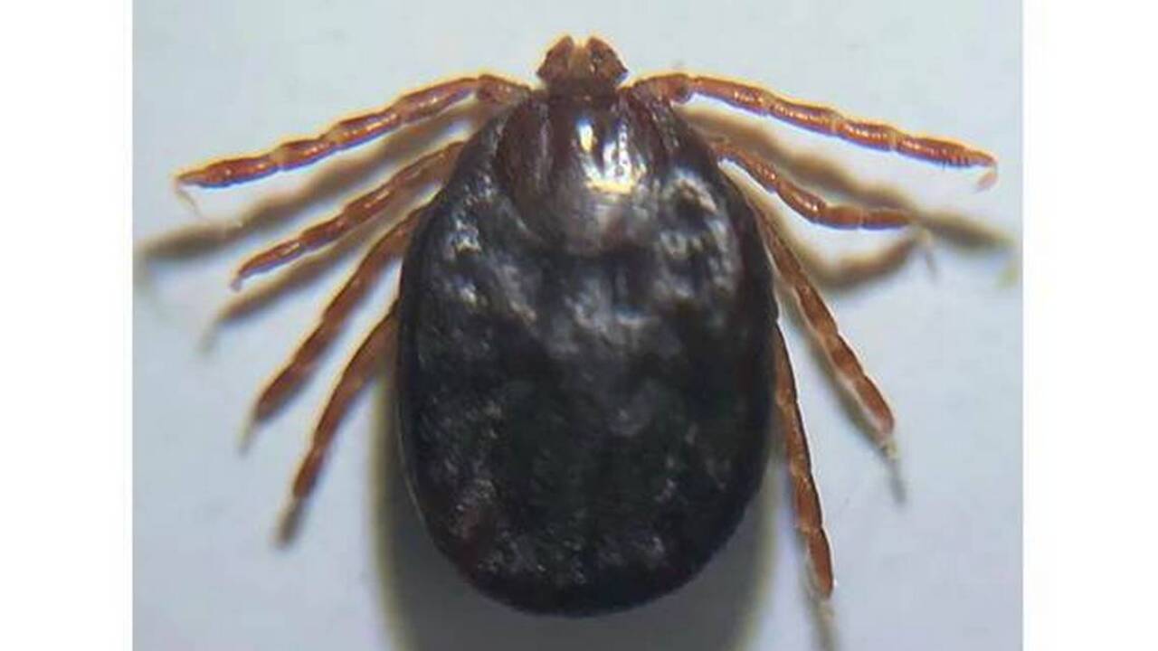 Why the Asian longhorned tick is more than a menace