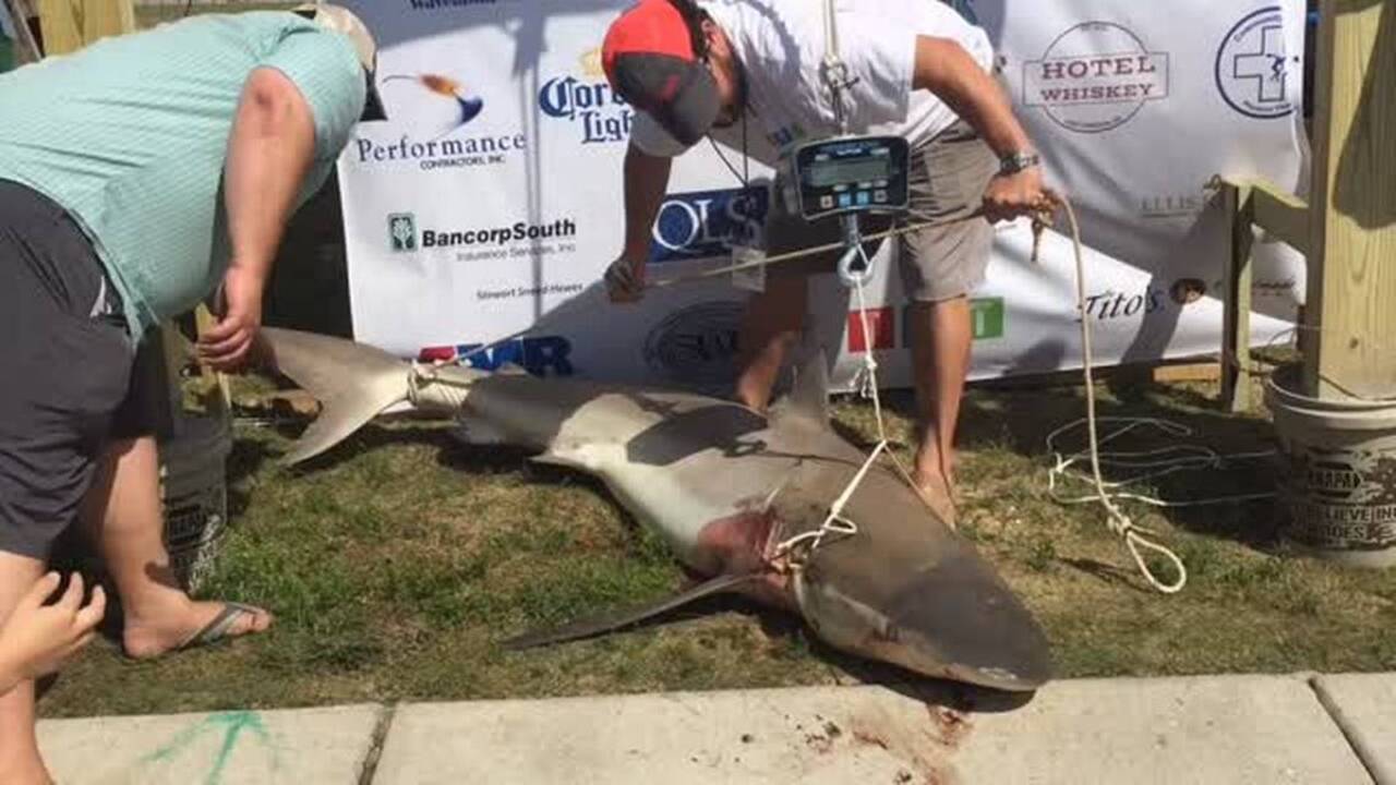 Illegal shark mistakenly entered in tournament