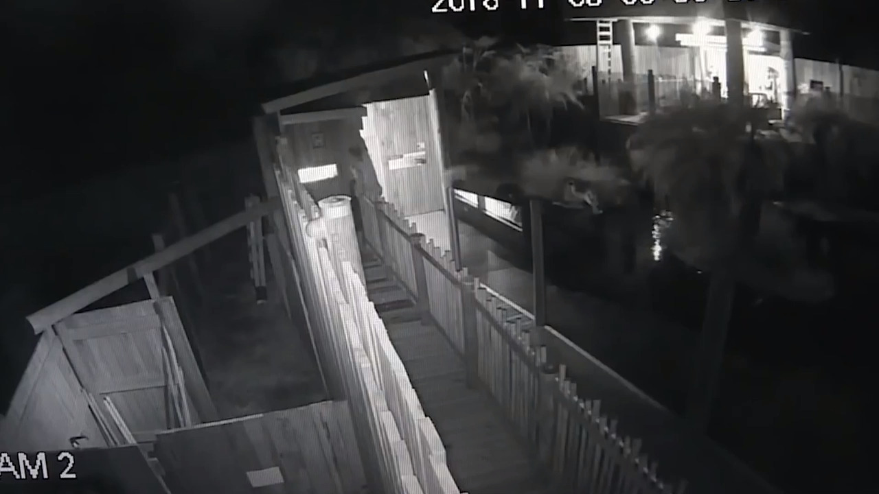 Man wearing ‘Crocs’ jumps into crocodile pit, gets bitten