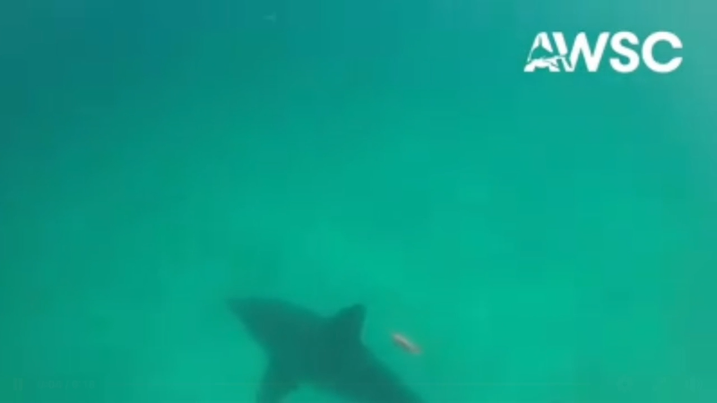 Video shows camera attached to shark to record hi-definition video of it swimming