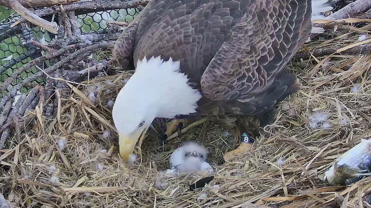 Águilas calvas eclosionaron con éxito su primer huevo en un nido en ...