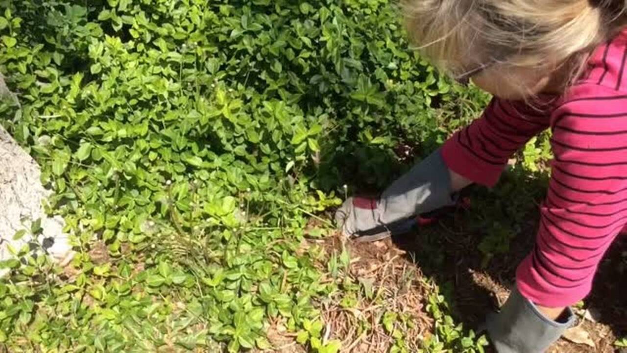 How to dig up dandelions — the right way