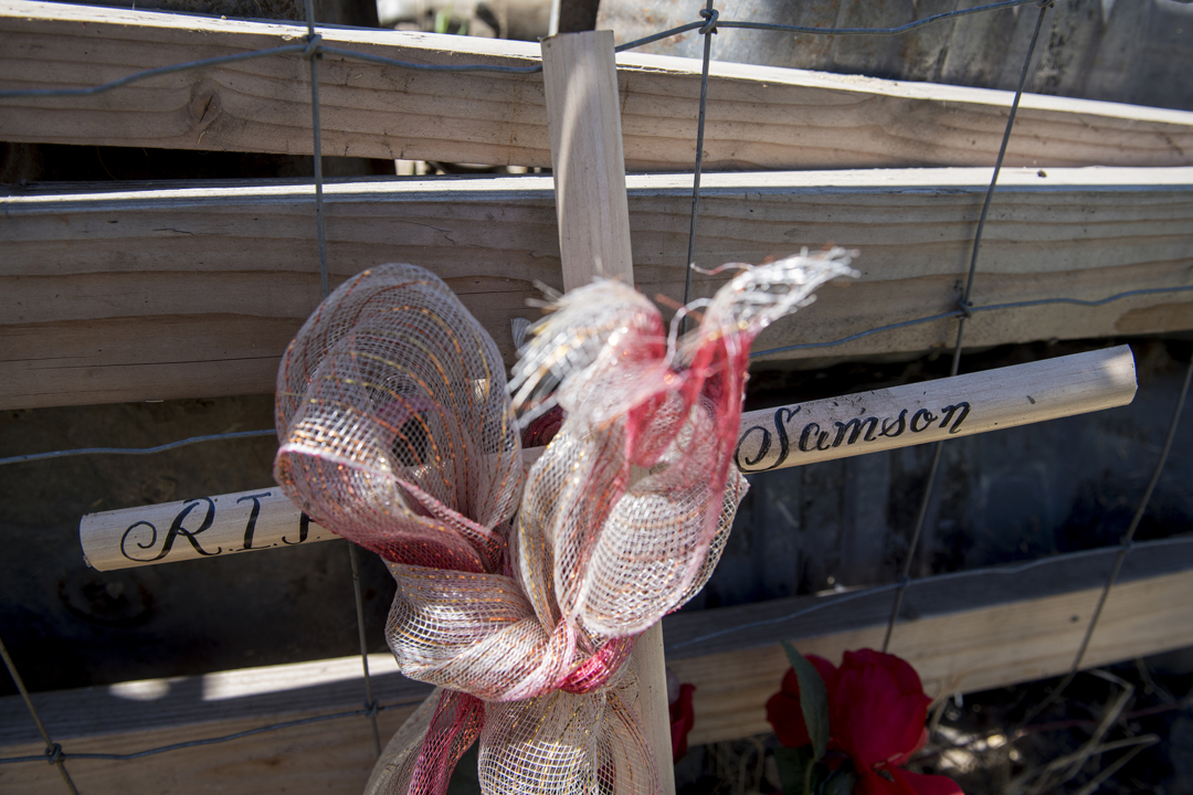 Merced County withholds report on dog killed by officer. Owner not done fighting