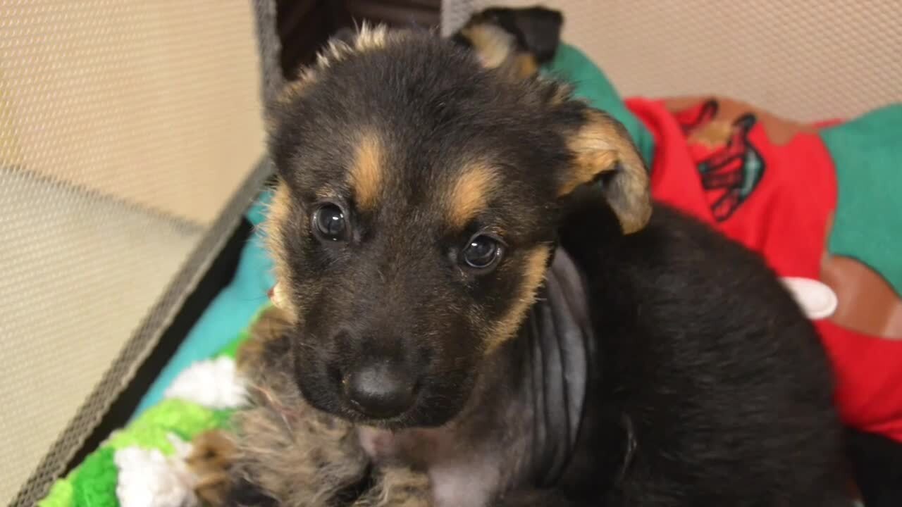 Meet the injured German Shepherd puppies healing at the Sacramento SPCA