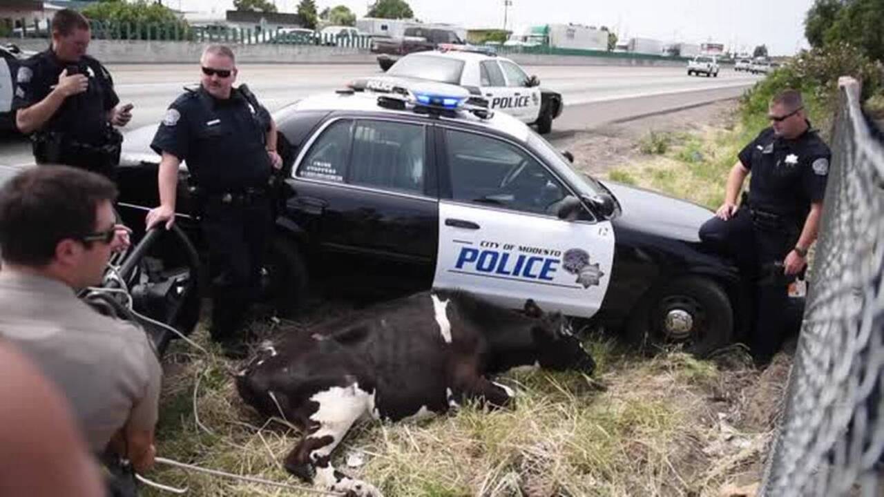 Cows tumble out of trailer onto Central Valley highway