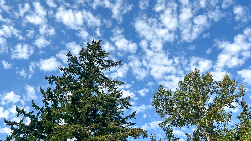 Take a look at Bellingham's newest park: Bakerview Meadows
