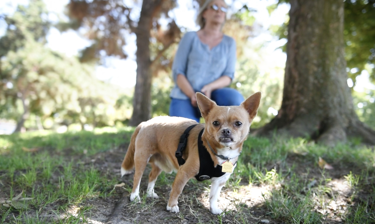 Why are landlords in Modesto saying ‘no’ to renters with pets? Even therapy dogs?