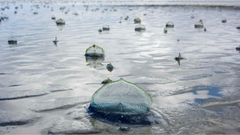 Jellyfish-like sea creatures wash up on SLO County beaches
