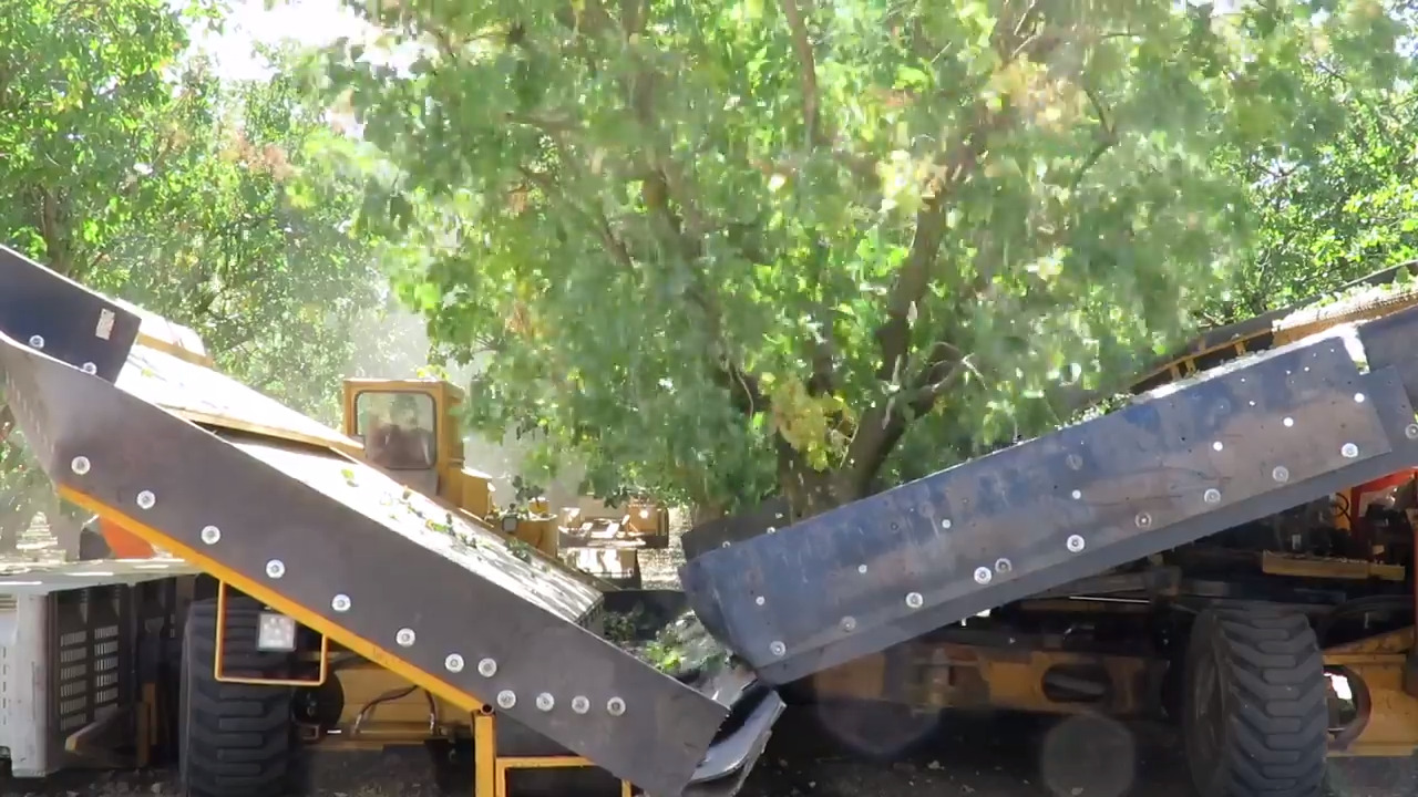This is what harvesting pistachios looks, sounds like at Arbuckle farm
