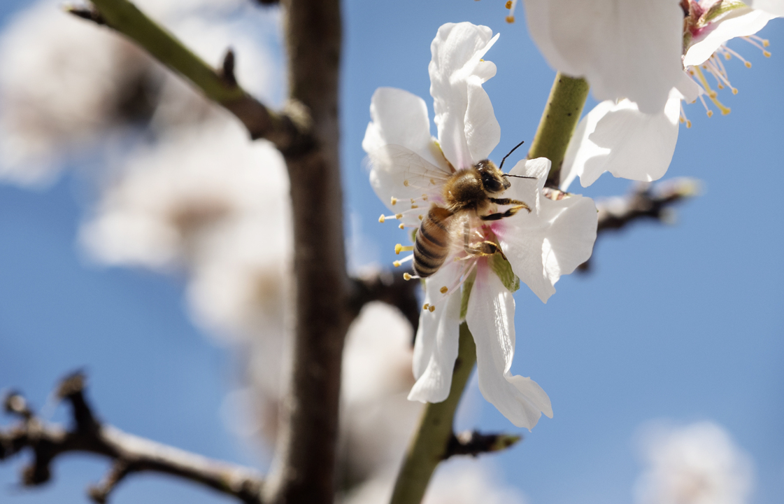 Almond growers had expected a record Central Valley harvest. Drought just took 13%