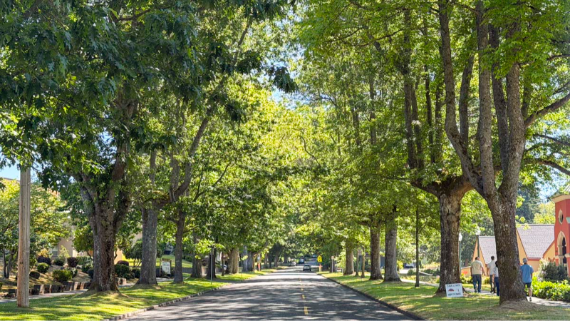 Olympia plans to remove historic Legion Way oak trees