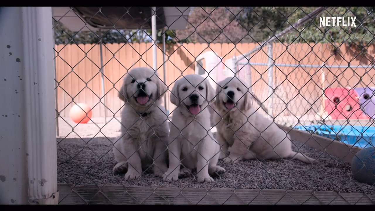 Watch adorable trailer for ‘Dogs:’ a new Netflix docu-series