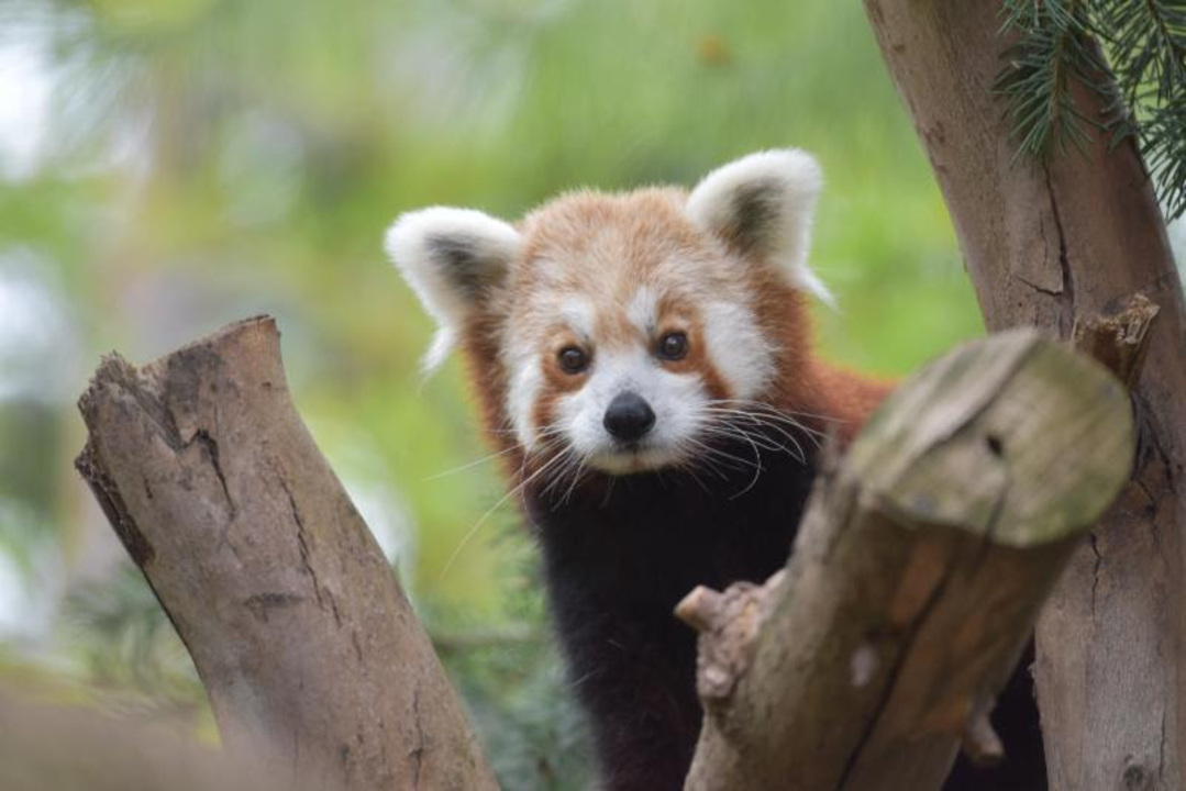 Red panda pregnancy confirmation
