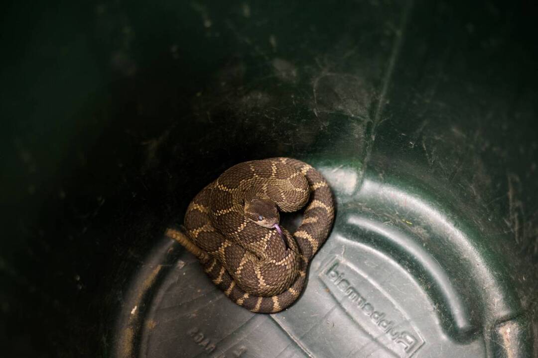 Washington professor, grad student look to rattlesnakes to tell what happens after wildfires