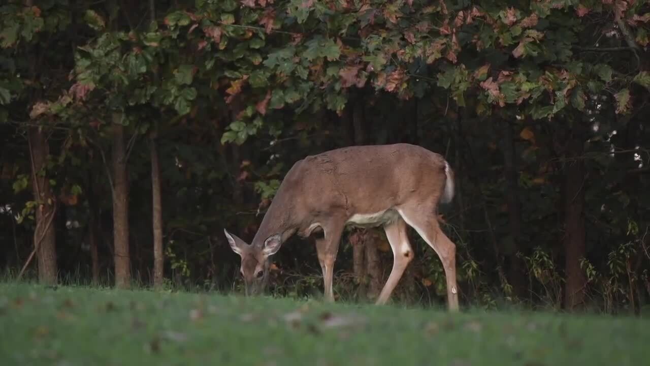 PA Game Commission shares video on firearms deer season