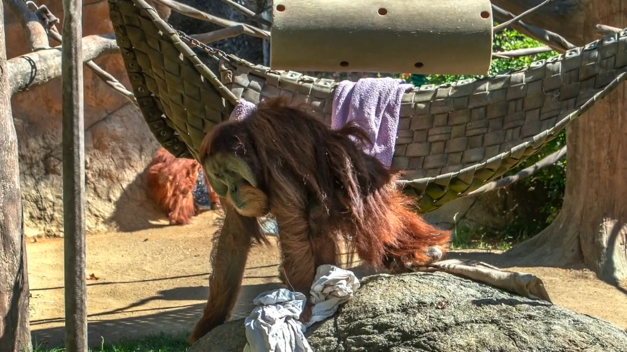 Why the new Sacramento Zoo director wants to move the zoo to a larger site