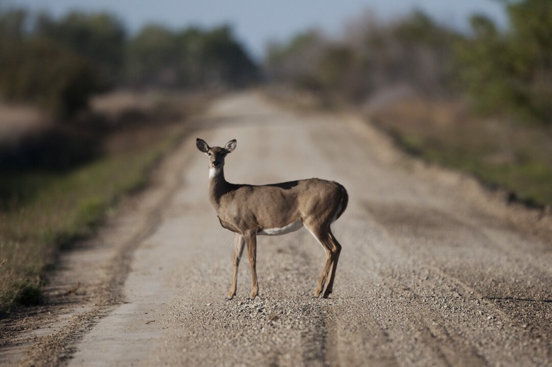 What to do if you hit a deer