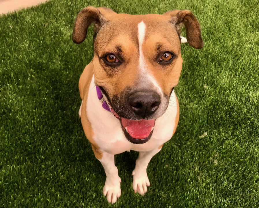 Pet Tales: Sasha the beagle mix needs a new home