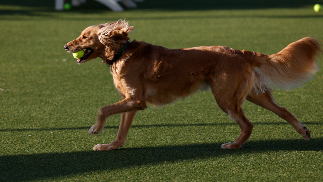 Hey dog lovers! Have you heard of The Yard?