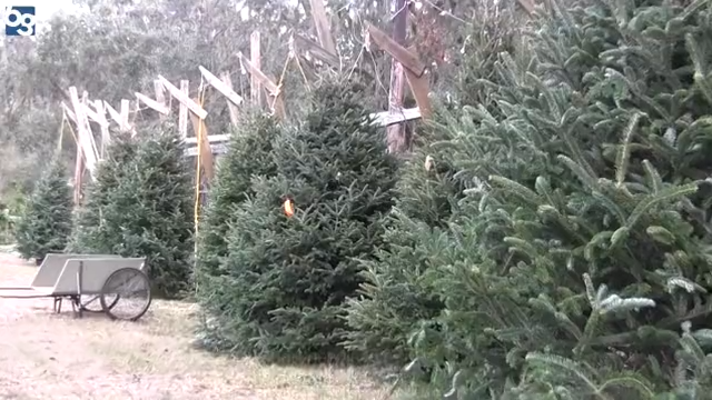 The 6 most common types of Christmas trees