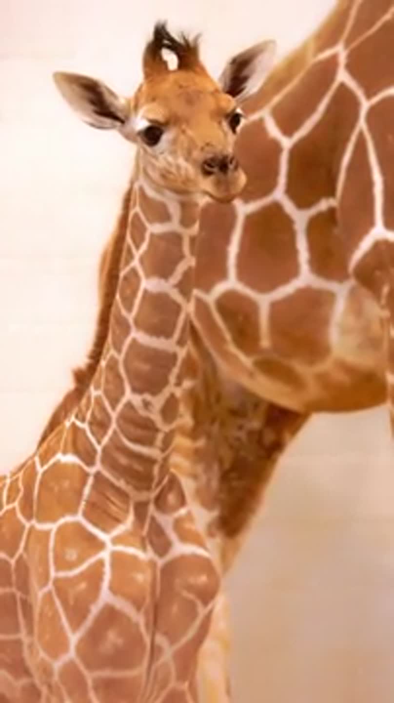 Fort Worth Zoo holds public vote to name baby giraffe