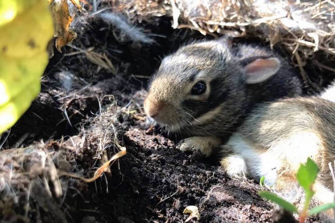 Look out for bunny nests in your yard