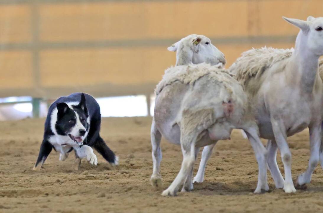 California Mid-State Fair sheep dog trials show off the best herding dogs