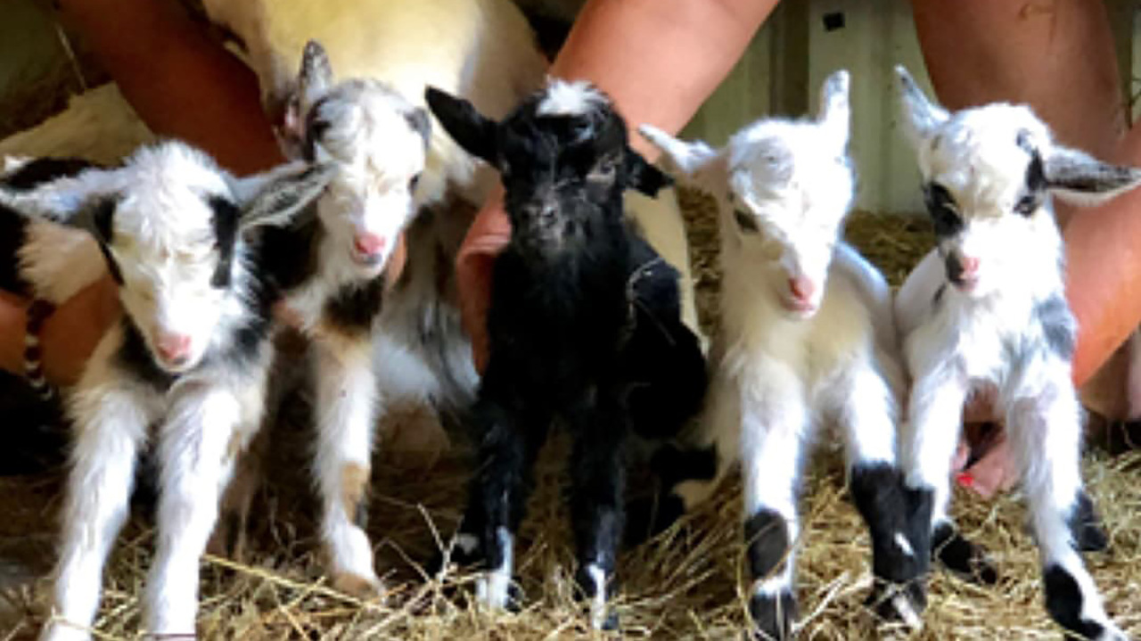 ‘One came after another’: Goat surprises NC owner by giving birth to rare quintuplets